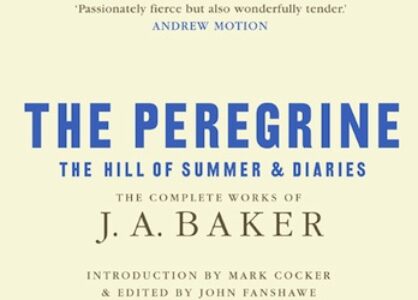 peregrine_feature_350x250