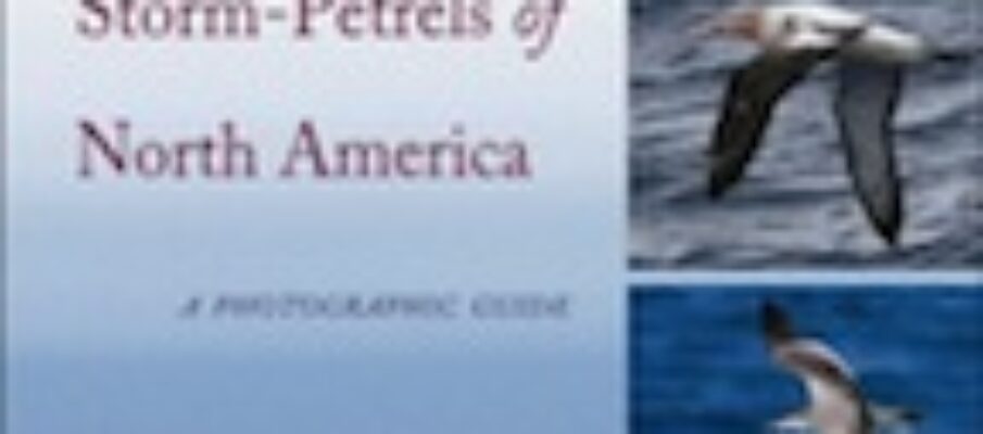 petrels_albatrosses