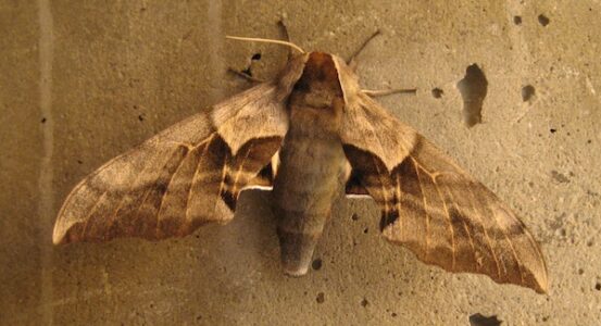 One Eyed Sphinx Moth 062808 Snowbird Utah NMW 2012