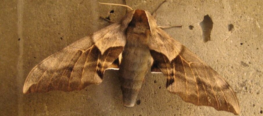 One Eyed Sphinx Moth 062808 Snowbird Utah NMW 2012