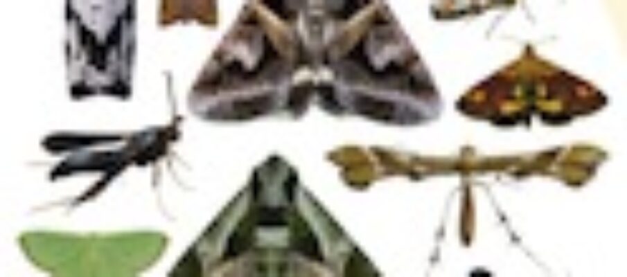 PFG Moths Northeast Cover