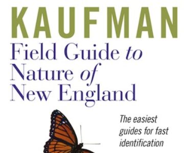 nature_of_new_england_feature