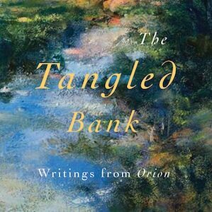tangled_bank_feature