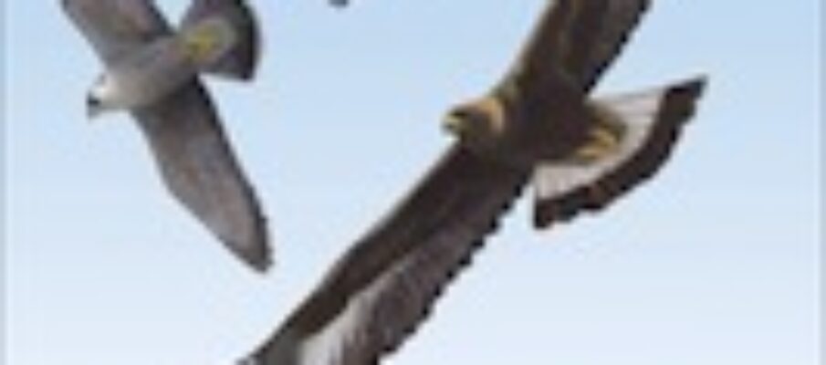 hawks_in_flight_2_cover