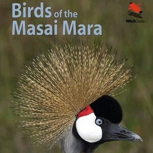 birds_masai_feature