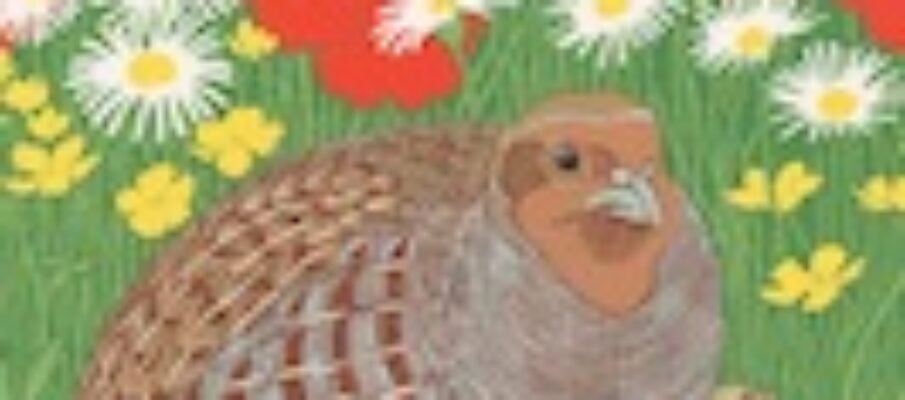 partridges_cover