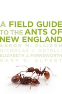 ants_new_england_cover