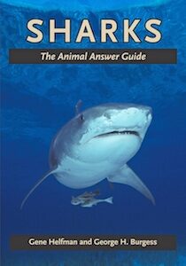 Sharks Animal Answer Guide