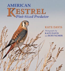 American Kestrel cover