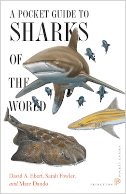 Pocket Guide Sharks World cover
