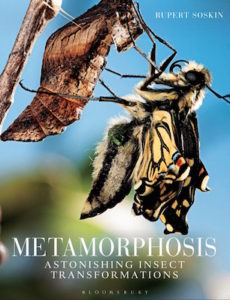 Metamorphosis cover