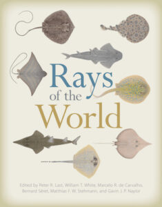 rays-of-the-world-cover