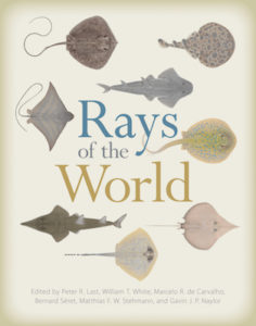 rays-of-the-world-cover