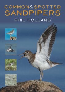 Common Spotted Sandpipers cover