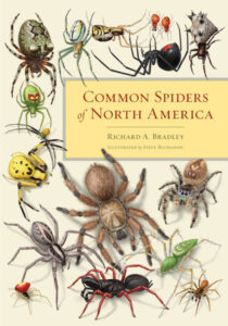 Common Spiders NA cover