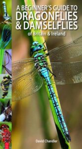 Beginners Guide Dragonflies