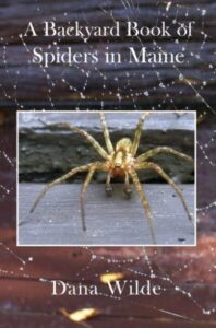 Spiders Maine cover
