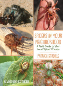 Spiders Neighborhood cover